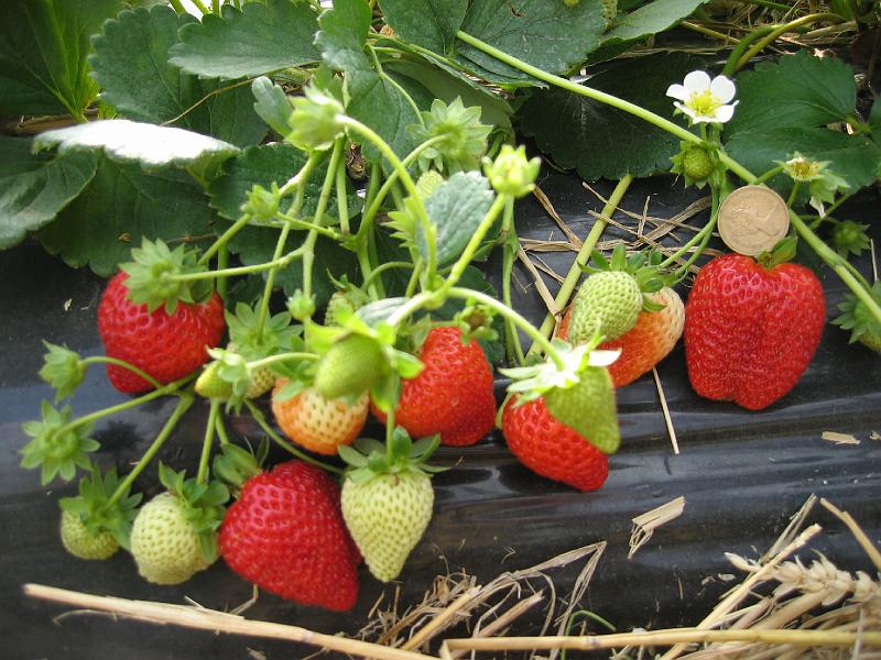 Albion Vissers aardbeiplanten BV America strawberryplants (2).jpg